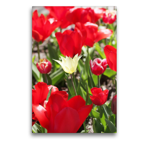 Premium Textil-Leinwand 50 x 75 cm Hoch-Format Eine weiße Tulpe umgeben von leuchtend roten Tulpen | Wandbild, HD-Bild auf Keilrahmen, Fertigbild auf hochwertigem Vlies, Leinwanddruck von Gisela Kruse