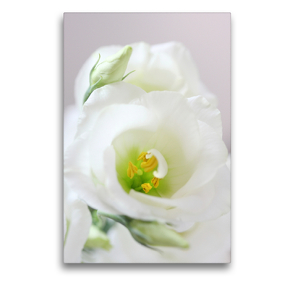 Premium Textil-Leinwand 50 x 75 cm Hoch-Format Eustoma oder Lisianthus | Wandbild, HD-Bild auf Keilrahmen, Fertigbild auf hochwertigem Vlies, Leinwanddruck von Gisela Kruse