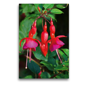 Premium Textil-Leinwand 50 x 75 cm Hoch-Format Fuchsie (Fuchsia) | Wandbild, HD-Bild auf Keilrahmen, Fertigbild auf hochwertigem Vlies, Leinwanddruck von kattobello
