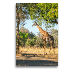 Premium Textil-Leinwand 50 x 75 cm Hoch-Format Giraffe | Wandbild, HD-Bild auf Keilrahmen, Fertigbild auf hochwertigem Vlies, Leinwanddruck von Bruno Pohl