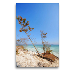 Premium Textil-Leinwand 50 x 75 cm Hoch-Format Insel Rürgen mit abgerutschen Kreidefelsen. Kiefer in der Ostsee | Wandbild, HD-Bild auf Keilrahmen, Fertigbild auf hochwertigem Vlies, Leinwanddruck von Anja Frost