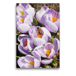 Premium Textil-Leinwand 50 x 75 cm Hoch-Format Krokusse mit Bienenbesuch | Wandbild, HD-Bild auf Keilrahmen, Fertigbild auf hochwertigem Vlies, Leinwanddruck von Gisela Kruse