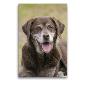 Premium Textil-Leinwand 50 x 75 cm Hoch-Format Labrador Kurzhaar Mix Attila, 14 Jahre | Wandbild, HD-Bild auf Keilrahmen, Fertigbild auf hochwertigem Vlies, Leinwanddruck von Peter Faber