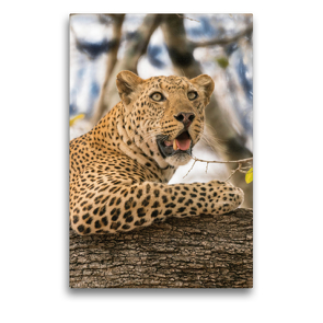 Premium Textil-Leinwand 50 x 75 cm Hoch-Format Leopard | Wandbild, HD-Bild auf Keilrahmen, Fertigbild auf hochwertigem Vlies, Leinwanddruck von Bruno Pohl