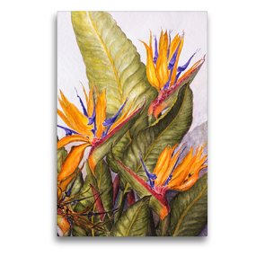 Premium Textil-Leinwand 50 x 75 cm Hoch-Format Madeira,Quinta Splendida: Paradiesvogelblume (Strelitzia reginae) | Wandbild, HD-Bild auf Keilrahmen, Fertigbild auf hochwertigem Vlies, Leinwanddruck von Annemarie Meindl