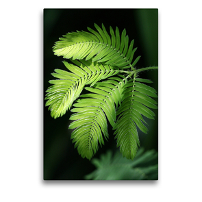 Premium Textil-Leinwand 50 x 75 cm Hoch-Format Mimosa pudica, Schamhafte Sinnpflanze | Wandbild, HD-Bild auf Keilrahmen, Fertigbild auf hochwertigem Vlies, Leinwanddruck von Gisela Kruse