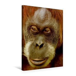 Premium Textil-Leinwand 50 x 75 cm Hoch-Format Orang Utan Porträt | Wandbild, HD-Bild auf Keilrahmen, Fertigbild auf hochwertigem Vlies, Leinwanddruck von Heike Hultsch von Hultsch,  Heike