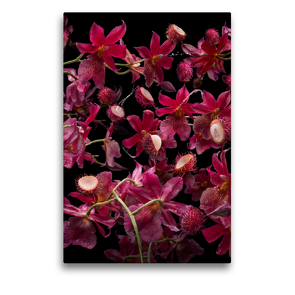 Premium Textil-Leinwand 50 x 75 cm Hoch-Format Orchidea rambutana | Wandbild, HD-Bild auf Keilrahmen, Fertigbild auf hochwertigem Vlies, Leinwanddruck von Olaf Bruhn