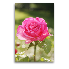 Premium Textil-Leinwand 50 x 75 cm Hoch-Format Rose ‚Duftrausch‘ nach dem Regen | Wandbild, HD-Bild auf Keilrahmen, Fertigbild auf hochwertigem Vlies, Leinwanddruck von Gisela Kruse