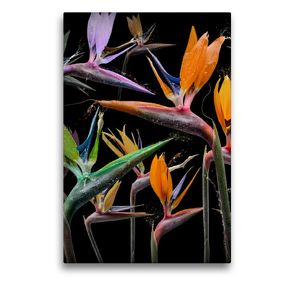 Premium Textil-Leinwand 50 x 75 cm Hoch-Format Strelitzia pastinaca | Wandbild, HD-Bild auf Keilrahmen, Fertigbild auf hochwertigem Vlies, Leinwanddruck von Olaf Bruhn