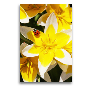 Premium Textil-Leinwand 50 x 75 cm Hoch-Format Tulipa tarda mit Marienkäfer | Wandbild, HD-Bild auf Keilrahmen, Fertigbild auf hochwertigem Vlies, Leinwanddruck von Gisela Kruse