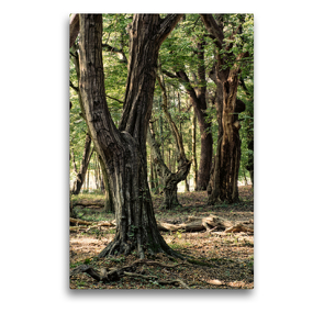 Premium Textil-Leinwand 50 x 75 cm Hoch-Format Walderlebnispfad, Bad Bentheim | Wandbild, HD-Bild auf Keilrahmen, Fertigbild auf hochwertigem Vlies, Leinwanddruck von Michael Bücker