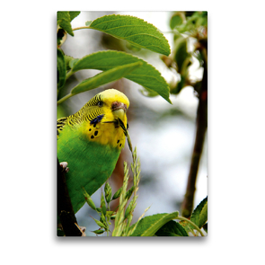 Premium Textil-Leinwand 50 x 75 cm Hoch-Format Wellensittich – glückliche Wellihenne bei der Nahrungsaufnahme! | Wandbild, HD-Bild auf Keilrahmen, Fertigbild auf hochwertigem Vlies, Leinwanddruck von Björn Bergmann