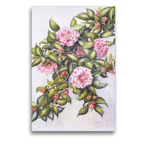 Premium Textil-Leinwand 50 x 75 cm Hoch-Format Wilhelma/Stuttgart: Camelia Japonica Nr. 27 (Lavinia Maggi) | Wandbild, HD-Bild auf Keilrahmen, Fertigbild auf hochwertigem Vlies, Leinwanddruck von Annemarie Meindl