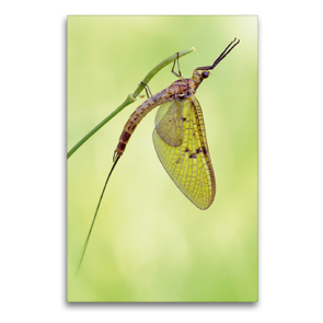 Premium Textil-Leinwand 60 x 90 cm Hoch-Format Aus dem Leben einer Eintagsfliege | Wandbild, HD-Bild auf Keilrahmen, Fertigbild auf hochwertigem Vlies, Leinwanddruck von Rolf Schnepp