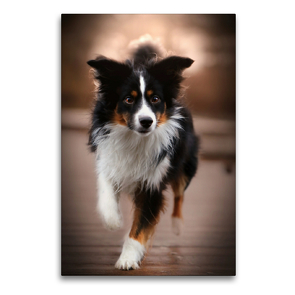 Premium Textil-Leinwand 60 x 90 cm Hoch-Format Australian Shepherd Tri Color | Wandbild, HD-Bild auf Keilrahmen, Fertigbild auf hochwertigem Vlies, Leinwanddruck von Youlia