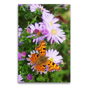 Premium Textil-Leinwand 60 x 90 cm Hoch-Format C-Falter auf Glattblatt-Aster | Wandbild, HD-Bild auf Keilrahmen, Fertigbild auf hochwertigem Vlies, Leinwanddruck von Gisela Kruse