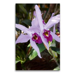 Premium Textil-Leinwand 60 x 90 cm Hoch-Format Cattleya percivaliana | Wandbild, HD-Bild auf Keilrahmen, Fertigbild auf hochwertigem Vlies, Leinwanddruck von Veronika Rix