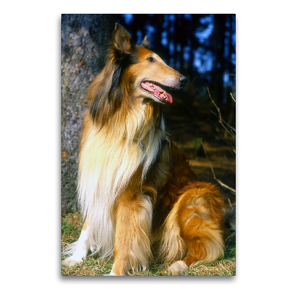 Premium Textil-Leinwand 60 x 90 cm Hoch-Format Colli, Schottischer Schäferhund | Wandbild, HD-Bild auf Keilrahmen, Fertigbild auf hochwertigem Vlies, Leinwanddruck von Lothar Reupert