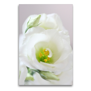 Premium Textil-Leinwand 60 x 90 cm Hoch-Format Eustoma oder Lisianthus | Wandbild, HD-Bild auf Keilrahmen, Fertigbild auf hochwertigem Vlies, Leinwanddruck von Gisela Kruse