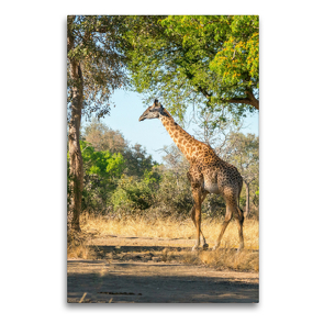 Premium Textil-Leinwand 60 x 90 cm Hoch-Format Giraffe | Wandbild, HD-Bild auf Keilrahmen, Fertigbild auf hochwertigem Vlies, Leinwanddruck von Bruno Pohl