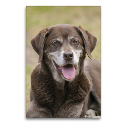 Premium Textil-Leinwand 60 x 90 cm Hoch-Format Labrador Kurzhaar Mix Attila, 14 Jahre | Wandbild, HD-Bild auf Keilrahmen, Fertigbild auf hochwertigem Vlies, Leinwanddruck von Peter Faber