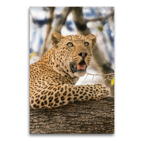 Premium Textil-Leinwand 60 x 90 cm Hoch-Format Leopard | Wandbild, HD-Bild auf Keilrahmen, Fertigbild auf hochwertigem Vlies, Leinwanddruck von Bruno Pohl