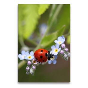 Premium Textil-Leinwand 60 x 90 cm Hoch-Format Marienkäfer auf Vergissmeinnicht | Wandbild, HD-Bild auf Keilrahmen, Fertigbild auf hochwertigem Vlies, Leinwanddruck von Gisela Kruse