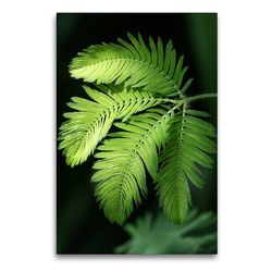 Premium Textil-Leinwand 60 x 90 cm Hoch-Format Mimosa pudica, Schamhafte Sinnpflanze | Wandbild, HD-Bild auf Keilrahmen, Fertigbild auf hochwertigem Vlies, Leinwanddruck von Gisela Kruse