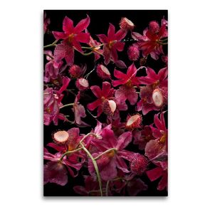 Premium Textil-Leinwand 60 x 90 cm Hoch-Format Orchidea rambutana | Wandbild, HD-Bild auf Keilrahmen, Fertigbild auf hochwertigem Vlies, Leinwanddruck von Olaf Bruhn