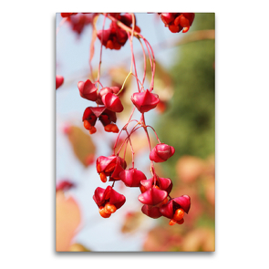 Premium Textil-Leinwand 60 x 90 cm Hoch-Format Pfaffenhütchen, Euonymus europaeus | Wandbild, HD-Bild auf Keilrahmen, Fertigbild auf hochwertigem Vlies, Leinwanddruck von Gisela Kruse