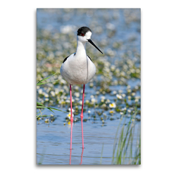 Premium Textil-Leinwand 60 x 90 cm Hoch-Format Stelzenläufer – Himantopus himantopus | Wandbild, HD-Bild auf Keilrahmen, Fertigbild auf hochwertigem Vlies, Leinwanddruck von Benny Trapp