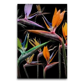 Premium Textil-Leinwand 60 x 90 cm Hoch-Format Strelitzia pastinaca | Wandbild, HD-Bild auf Keilrahmen, Fertigbild auf hochwertigem Vlies, Leinwanddruck von Olaf Bruhn