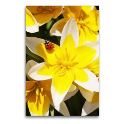 Premium Textil-Leinwand 60 x 90 cm Hoch-Format Tulipa tarda mit Marienkäfer | Wandbild, HD-Bild auf Keilrahmen, Fertigbild auf hochwertigem Vlies, Leinwanddruck von Gisela Kruse