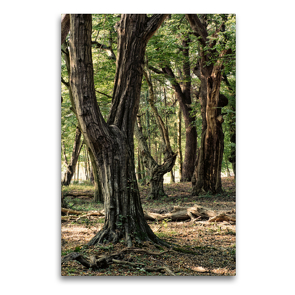 Premium Textil-Leinwand 60 x 90 cm Hoch-Format Walderlebnispfad, Bad Bentheim | Wandbild, HD-Bild auf Keilrahmen, Fertigbild auf hochwertigem Vlies, Leinwanddruck von Michael Bücker
