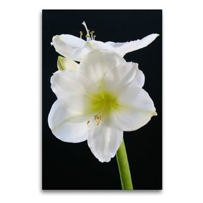 Premium Textil-Leinwand 60 x 90 cm Hoch-Format Weiße Amaryllis vor schwarzem Hintergrund | Wandbild, HD-Bild auf Keilrahmen, Fertigbild auf hochwertigem Vlies, Leinwanddruck von Gisela Kruse