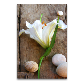 Premium Textil-Leinwand 60 x 90 cm Hoch-Format Weiße Lilienblüte und Steine auf altem Holz | Wandbild, HD-Bild auf Keilrahmen, Fertigbild auf hochwertigem Vlies, Leinwanddruck von Gisela Kruse