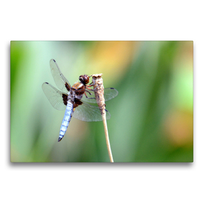 Premium Textil-Leinwand 75 x 50 cm Quer-Format Ach was eine tolle Blüte. | Wandbild, HD-Bild auf Keilrahmen, Fertigbild auf hochwertigem Vlies, Leinwanddruck von Rufotos