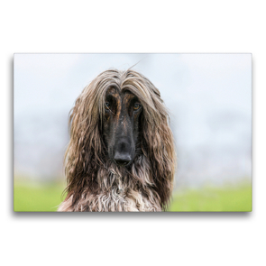 Premium Textil-Leinwand 75 x 50 cm Quer-Format Afghanen-Portrait | Wandbild, HD-Bild auf Keilrahmen, Fertigbild auf hochwertigem Vlies, Leinwanddruck von Annett Mirsberger tierpfoto.de