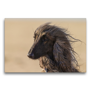 Premium Textil-Leinwand 75 x 50 cm Quer-Format Afghanischer Windhund im Seitenprofil | Wandbild, HD-Bild auf Keilrahmen, Fertigbild auf hochwertigem Vlies, Leinwanddruck von Annett Mirsberger tierpfoto.de
