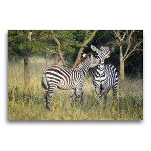 Premium Textil-Leinwand 75 x 50 cm Quer-Format Zebras | Wandbild, HD-Bild auf Keilrahmen, Fertigbild auf hochwertigem Vlies, Leinwanddruck von Flori0