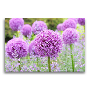 Premium Textil-Leinwand 75 x 50 cm Quer-Format Allium Globemaster | Wandbild, HD-Bild auf Keilrahmen, Fertigbild auf hochwertigem Vlies, Leinwanddruck von Gisela Kruse