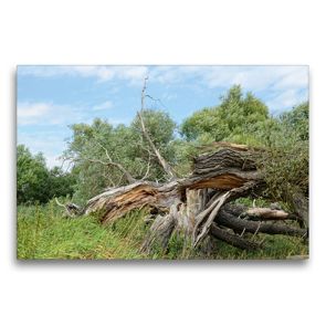 Premium Textil-Leinwand 75 x 50 cm Quer-Format Alte Weide vom Sturm zerbrochen | Wandbild, HD-Bild auf Keilrahmen, Fertigbild auf hochwertigem Vlies, Leinwanddruck von Anja Frost