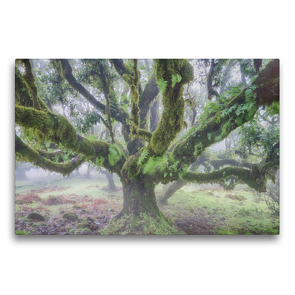 Premium Textil-Leinwand 75 x 50 cm Quer-Format Alter Lorbeerbaum im Nebel | Wandbild, HD-Bild auf Keilrahmen, Fertigbild auf hochwertigem Vlies, Leinwanddruck von Juergen Schonnop