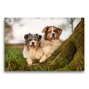 Premium Textil-Leinwand 75 x 50 cm Quer-Format Australian Shepherds Paul und Maex | Wandbild, HD-Bild auf Keilrahmen, Fertigbild auf hochwertigem Vlies, Leinwanddruck von Annett Mirsberger