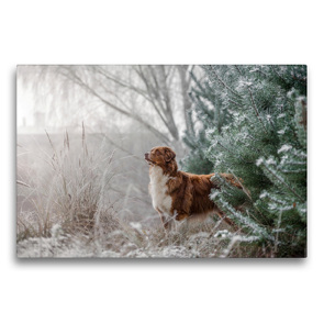 Premium Textil-Leinwand 75 x 50 cm Quer-Format Australian Shepherd in frostiger Winterlandschaft | Wandbild, HD-Bild auf Keilrahmen, Fertigbild auf hochwertigem Vlies, Leinwanddruck von Annett Mirsberger www.tierpfoto.de