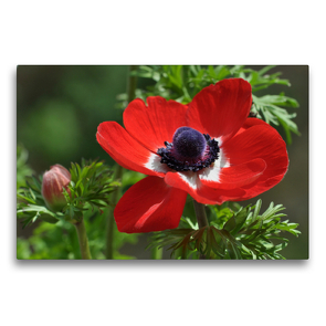 Premium Textil-Leinwand 75 x 50 cm Quer-Format Anemone | Wandbild, HD-Bild auf Keilrahmen, Fertigbild auf hochwertigem Vlies, Leinwanddruck von Herbert Boekhoff