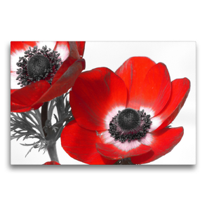 Premium Textil-Leinwand 75 x 50 cm Quer-Format Anemonen | Wandbild, HD-Bild auf Keilrahmen, Fertigbild auf hochwertigem Vlies, Leinwanddruck von Stefanie Kools