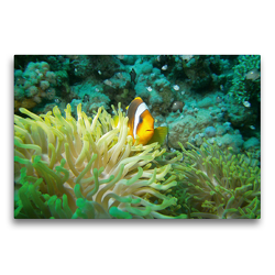 Premium Textil-Leinwand 75 x 50 cm Quer-Format Anemonenfisch | Wandbild, HD-Bild auf Keilrahmen, Fertigbild auf hochwertigem Vlies, Leinwanddruck von Janita Webeler