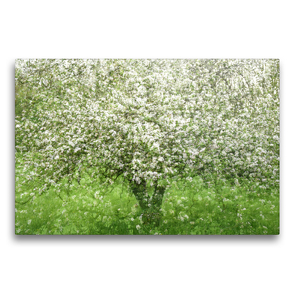 Premium Textil-Leinwand 75 x 50 cm Quer-Format Apfelbaum | Wandbild, HD-Bild auf Keilrahmen, Fertigbild auf hochwertigem Vlies, Leinwanddruck von Franziska Lenferink